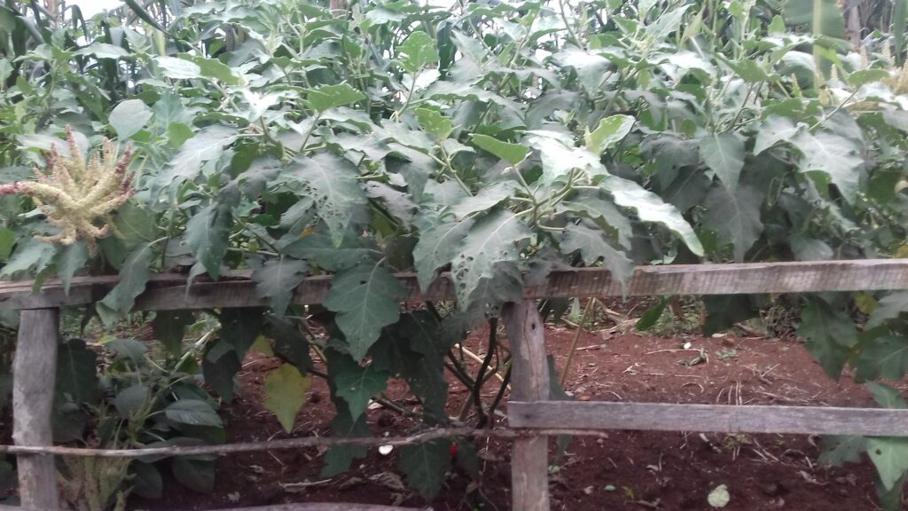 Plantation de légumineuses au CTO BVES de Mudaka